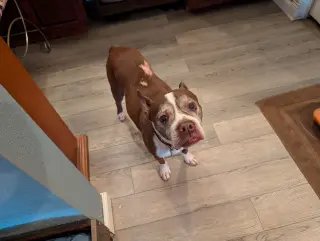 Sir Charles