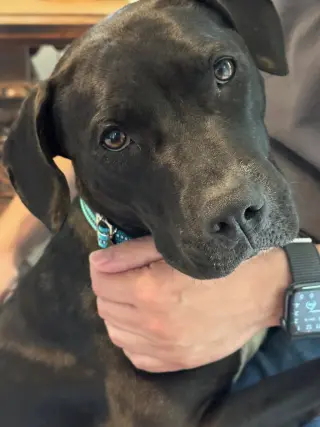 Sheila