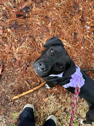 Sheila