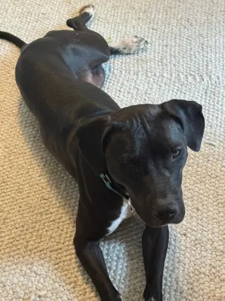 Sheila