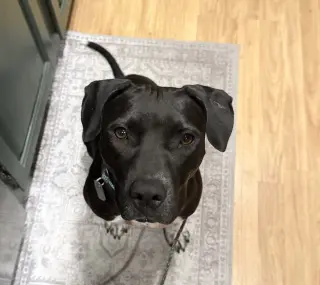 Sheila