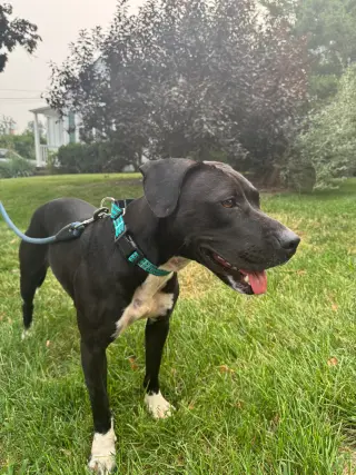 Sheila