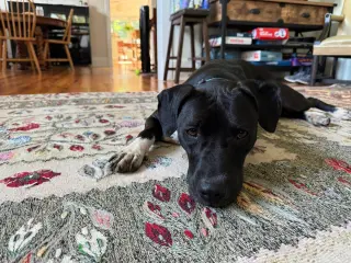 Sheila