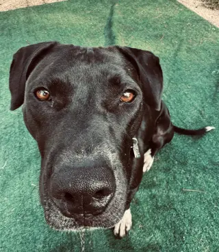 Sheila
