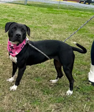Sheila