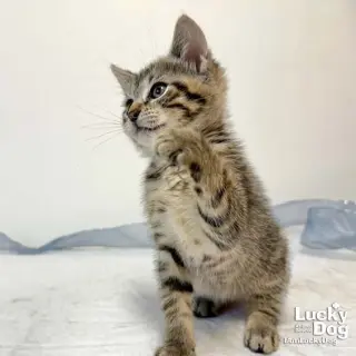 Chatty Cathy