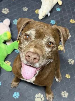 Hazel
