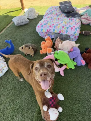 Hazel