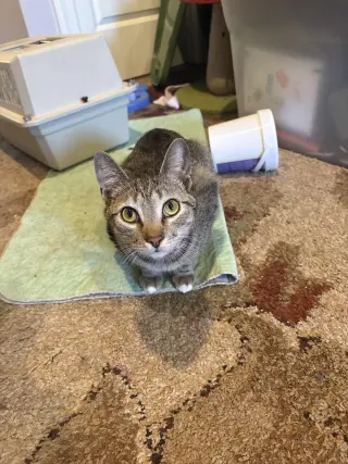 Simba