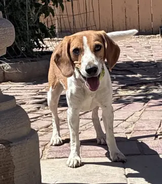 Shay-ADOPTED 6/30/26