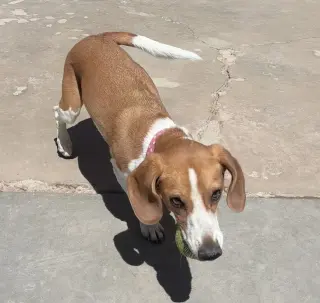 Shay-ADOPTED 6/30/26