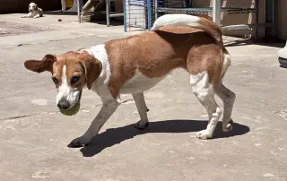 Shay-ADOPTED 6/30/26