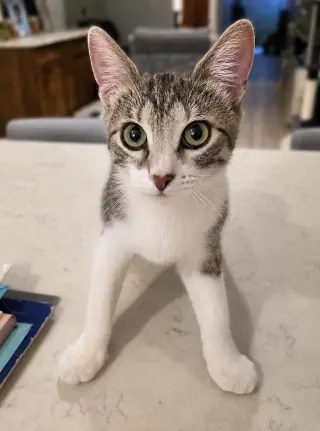 Adalyn