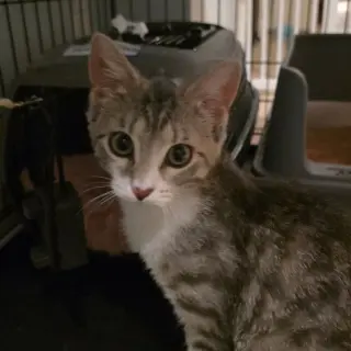 Adalyn