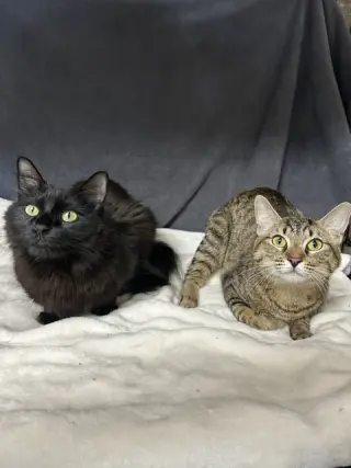 Fiona & Sasha