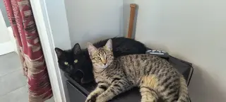 Fiona & Sasha