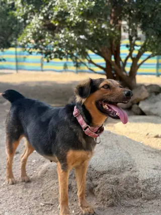 Raksha