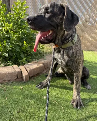 Brody