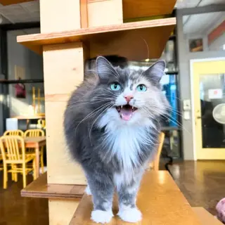 Ms Kitty (Bonded with Inkspot)