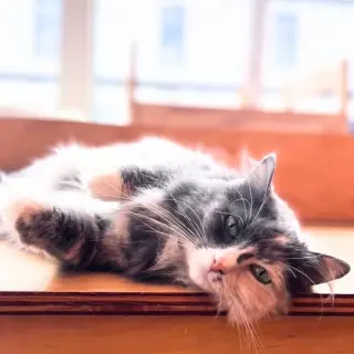 Ms Kitty (Bonded with Inkspot)