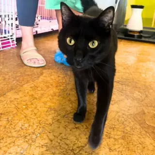 Inkspot (Bonded with Ms Kitty)