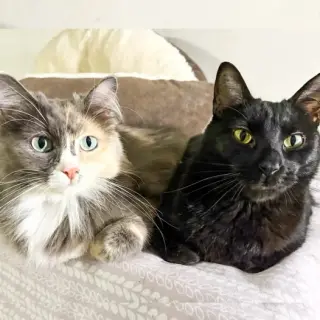 Inkspot (Bonded with Ms Kitty)