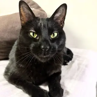 Inkspot (Bonded with Ms Kitty)