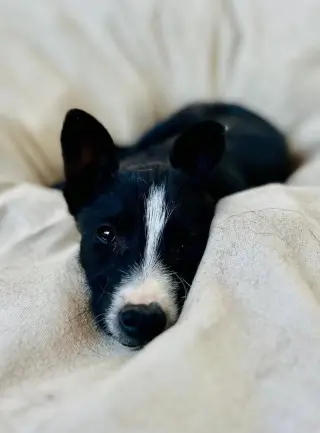 Penelope
