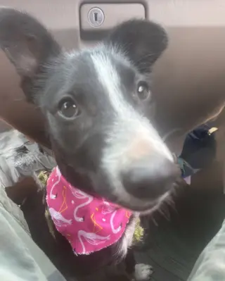 Penelope