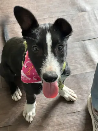 Penelope