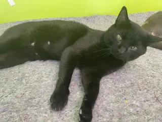Inky