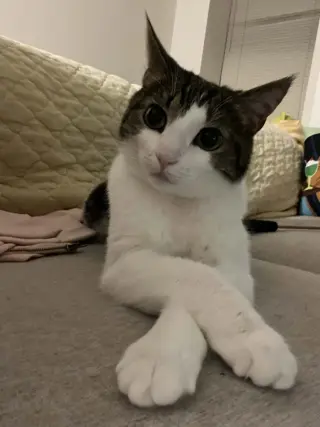 Teddy