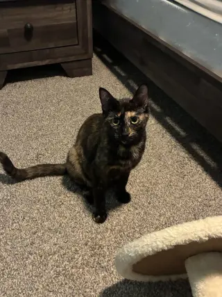 Cleo