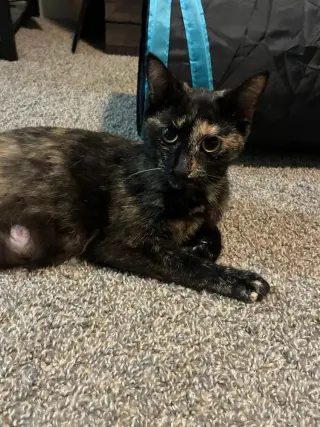 Cleo