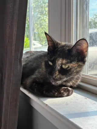Cleo