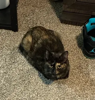 Cleo