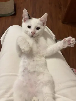 Scoots