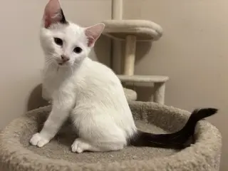 Scoots