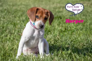 Harper -Adoption Pending