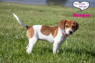 Harper -Adoption Pending