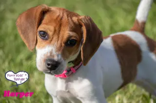 Harper -Adoption Pending