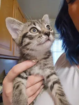 Rex