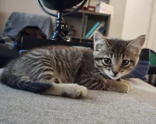 Gina