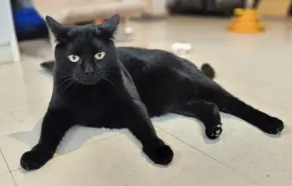 Elvis