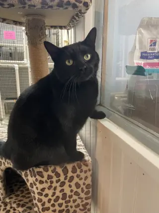 Elvis