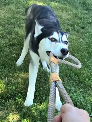 Ace