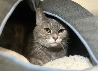 Hazel