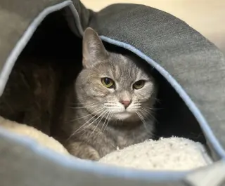 Hazel