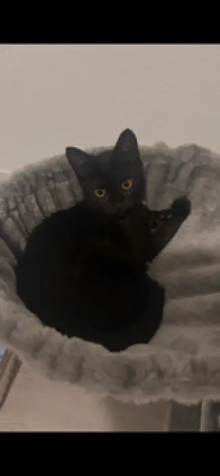 Vella