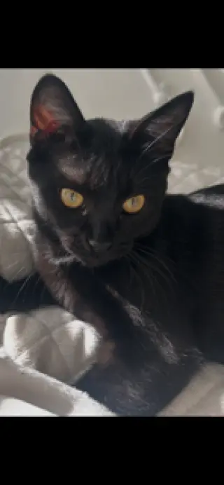 Vella